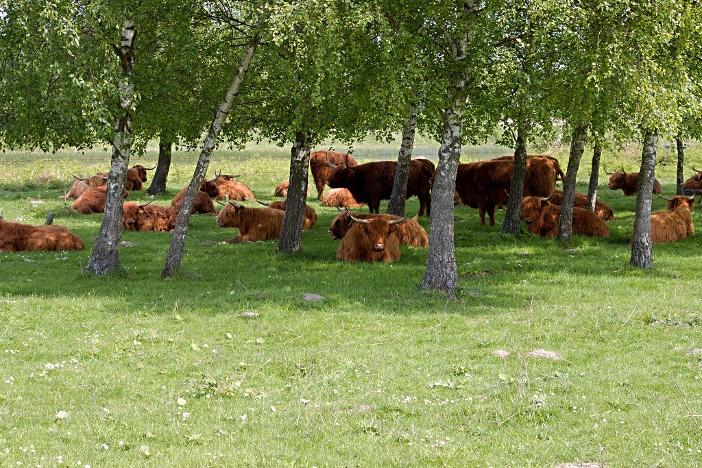 dintelse gorzen natuurgebied natuur natuurmonumenten schotse hooglanders brabant de heen landschap hdr